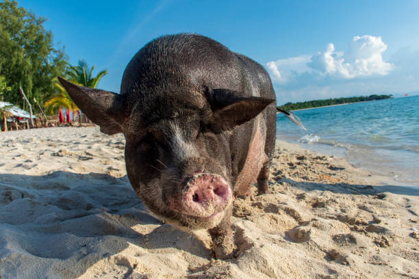 istock Koh Tan - Koh Madsum 1272781970