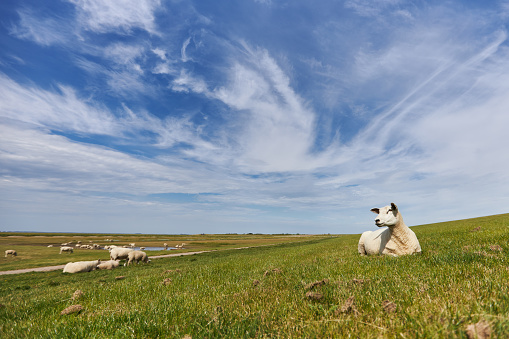 Photos of a grazing flock of sheep and individual sheep near the German North Sea on a dike. High resolution photographed on the day with copy space