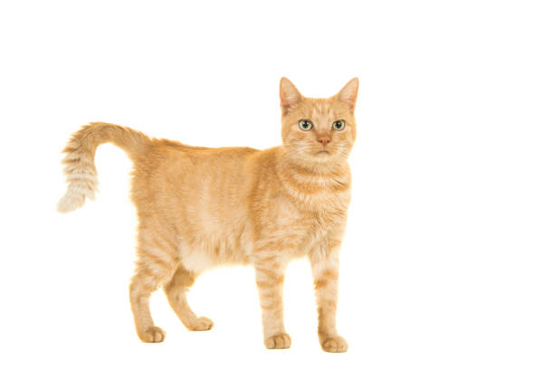 istock Orange female cat standing isolated on a white background 1272783006