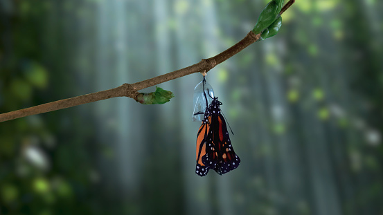Una mariposa monarca que emerge de la crisálida en el bosque sombreado photo