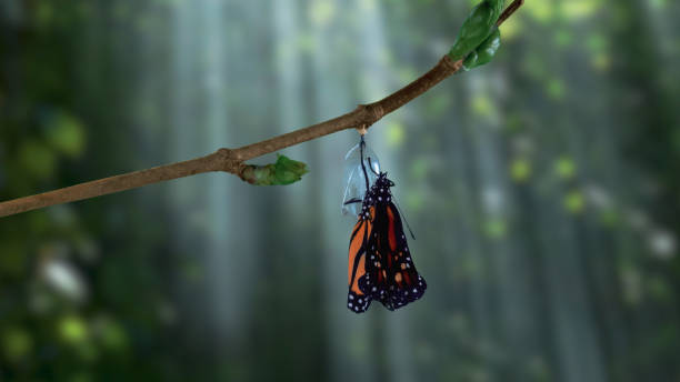 A monarch butterfly emerging from chrysalis in shaded forest The monarch butterfly or simply monarch is a milkweed butterfly in the family Nymphalidae. Other common names, depending on region, include milkweed, common tiger, wanderer, and black veined brown. pupa stock pictures, royalty-free photos & images