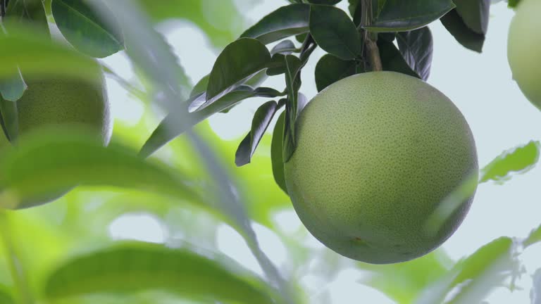 Grapefruit tree, grapefruit, firm, plump