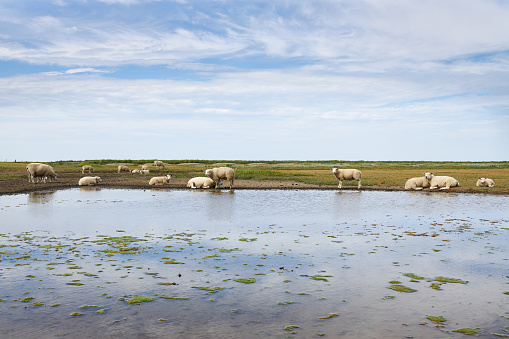 Photos of a grazing flock of sheep and individual sheep near the German North Sea on a dike. High resolution photographed on the day with copy space