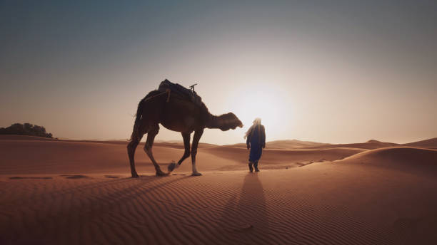 mann zu fuß mit kamel in marokko wüste - camel desert travel safari stock-fotos und bilder