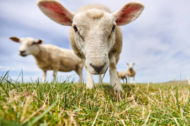 fotos einer weideherde von schafen und einzelnen schafen in der nähe der deutschen nordsee auf einem deich - lamb rural scene sheep field stock-fotos und bilder