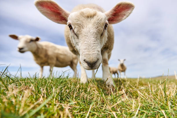 photos of a grazing flock of sheep and individual sheep near the german north sea on a dike - german countryside imagens e fotografias de stock