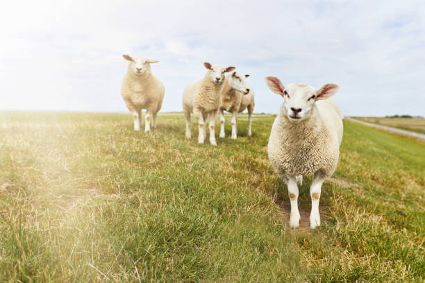 photos of a grazing flock of sheep and individual sheep near the german north sea on a dike - german countryside imagens e fotografias de stock