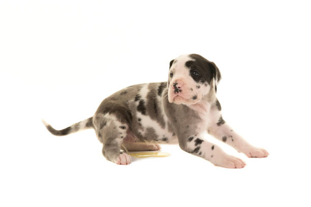 Pure White Labrador Puppies\nPart of a Series from Birth to 7 Weeks Old