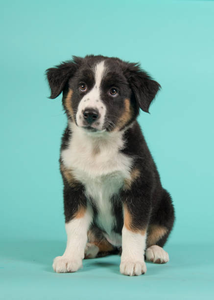 istock Cute black australian shepherd puppy sitting on a blue turquoise background 1272784883