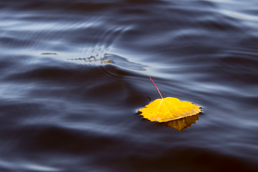 Autumn. Yellow leaf in water. Autumn mood.