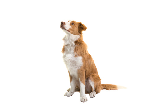 Sitting red border collie dog looking up on a white background