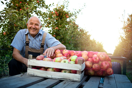 Apple fruit harvesting season.
