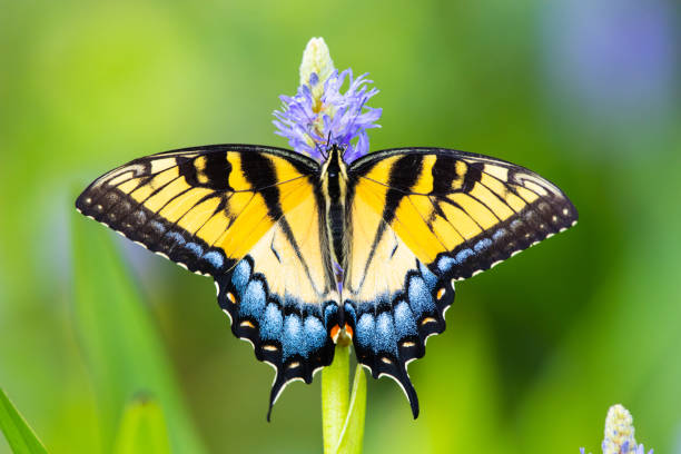 나비 - yellow butterfly 뉴스 사진 이미지