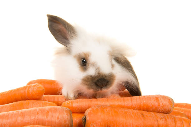Cute young rabbit on a pile of carrots on a white background