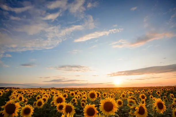 Photo of Sunflower field with a beautiful sky with clouds in the evening