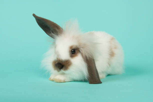 istock Cute young rabbit lying down on a blue background seen from the front 1272787994