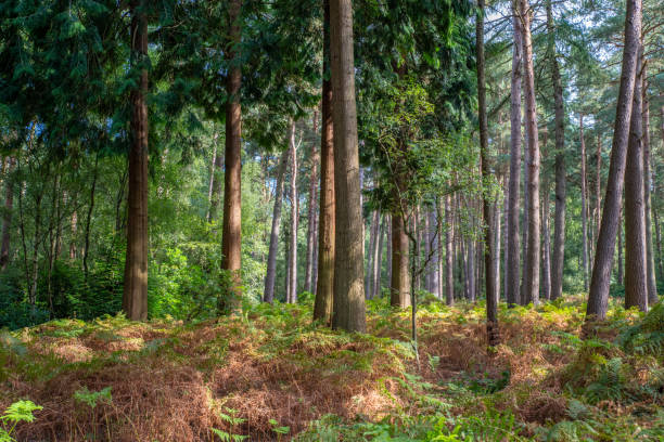 Pine woodland scene
