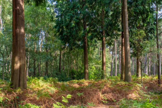 istock Colorful woodland scene 1272789340