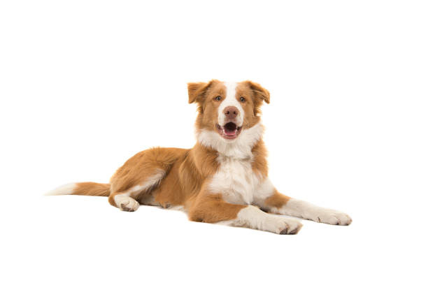 istock Red border collie dog lying down looking at the camera with mouth open on a white background seen from the side 1272789469
