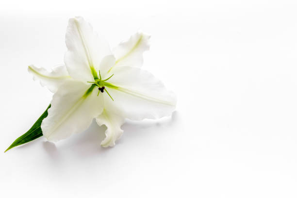 Condolence card with white flowers lily. Funeral symbol stock photo