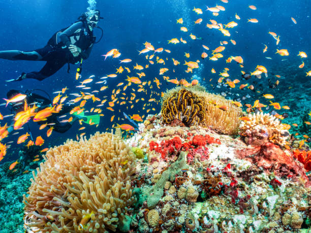 A scuba diver explores a colorful coral reef in the Indian Ocean A scuba diver explores a colorful coral reef in the Indian Ocean, Maldives, full of fish and sea life coral cnidarian stock pictures, royalty-free photos & images