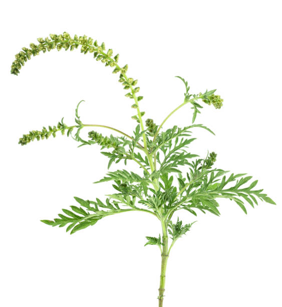 Ragweed plant isolated on a white background. Ambrosia artemisiifolia. Ragweed plant isolated on a white background. Ambrosia artemisiifolia. ragweed stock pictures, royalty-free photos & images