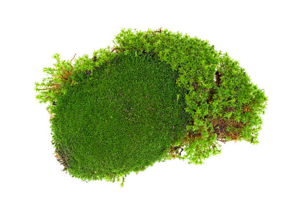 istock Green forest moss isolated on a white background, top view. 1272790926