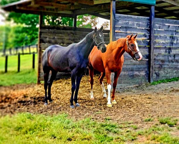 Black and brown  Thoroughbred horses