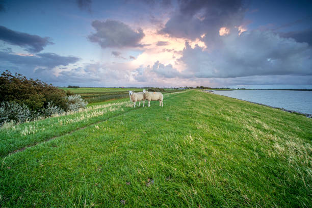 Sheep on North Sea levee under blue sky with a fluffy cloud. Large copy space.