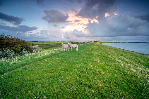 Sheep on a dike along the banks of the IJsselmeer near Makkum with threatening thunderstorms drifting rain clouds above it during the sunset