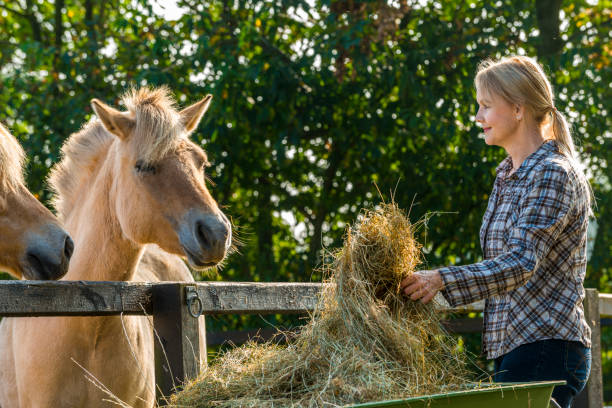 istock Woman feeding her horses 1272791660