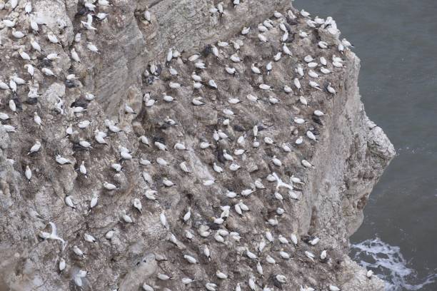 istock Cliff full of Gannets. 1272791686