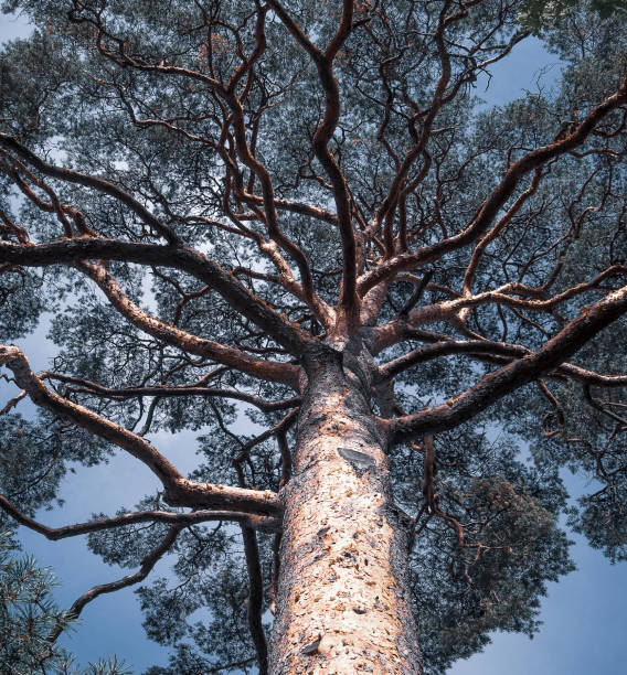 istock Trunk and branches of a huge pine tree in the forest 1272792786