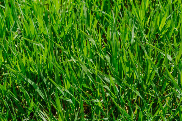 istock Fresh green grass in sunny day. Natural background 1272792883