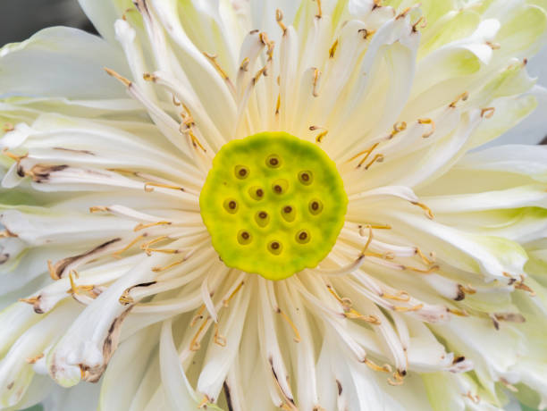 istock Sacred Lotus Flower Blooming 1272792907