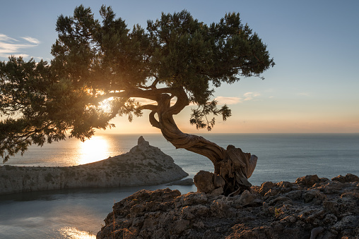 Spring landscape with a beautiful pine tree on a cliff. View from the mountains to the sea and cape. Crimea.