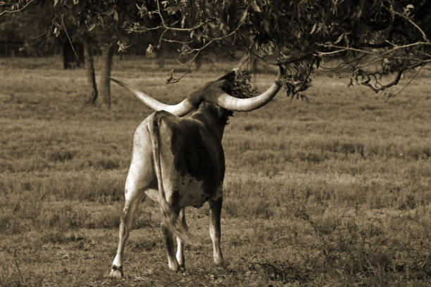 техас longhorn крупного рогатого скота, одна корова, с длинными рогами, коричневый и белый на пастбище - bull texas longhorn cattle horned white стоковые фото и изображения