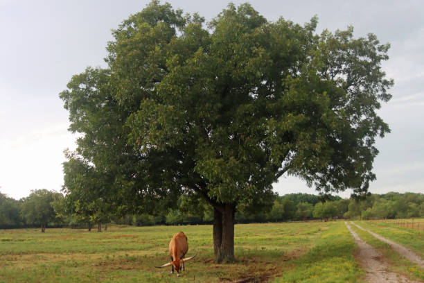istock Texas longhorn cattle, cow, grazing under a large oak tree. 1272793244