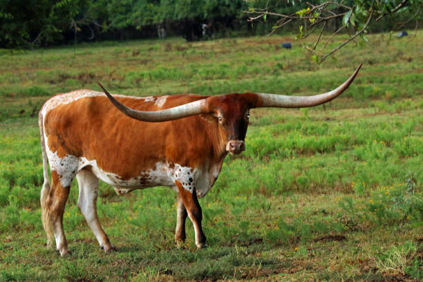 texas longhorn bydło, pojedyncza krowa, z długimi rogami, brązowy i biały na pastwisku - texas longhorn cattle horned bull long zdjęcia i obrazy z banku zdjęć