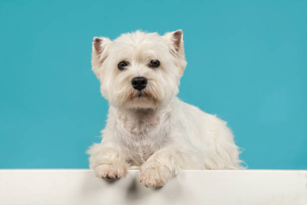 istock Cute sitting west highland white terrier or westie lying down looking at the camera on a blue background 1272794346