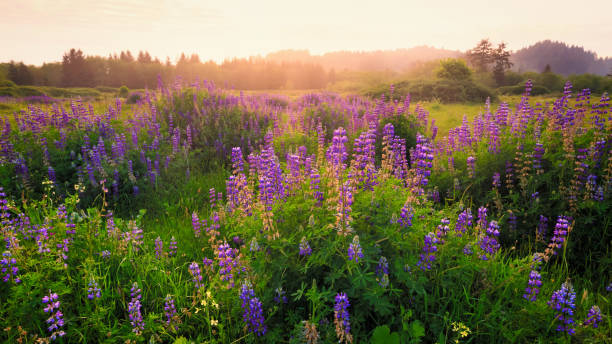 istock Lupine Blooms in a Field at Sunset 1272794352