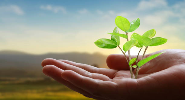istock Human hands holding sprout young plant 1272794600