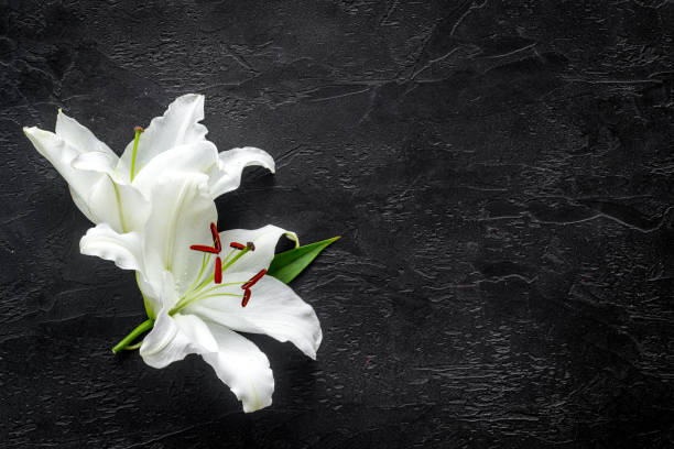 istock Lily funeral flower on dark stone. Condolence card with copy space 1272795368