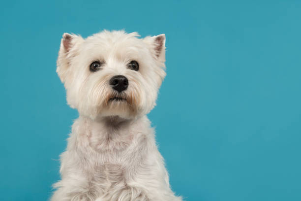 retrato de um terrier branco das terras altas do oeste ou cão westie olhando para cima em um fundo azul visto da frente - westy - fotografias e filmes do acervo