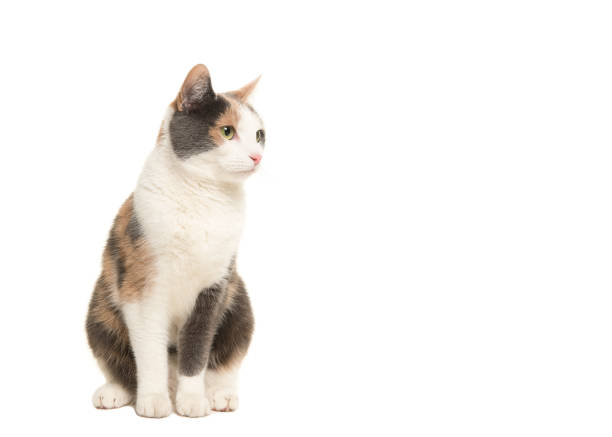 Grey, orange and white female cat sitting looking to the right isolated on a white background Grey, orange and white female cat sitting looking to the right isolated on a white background tortoiseshell cat stock pictures, royalty-free photos & images