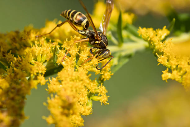 istock Wasp on Goldenrod flowers 1272795888