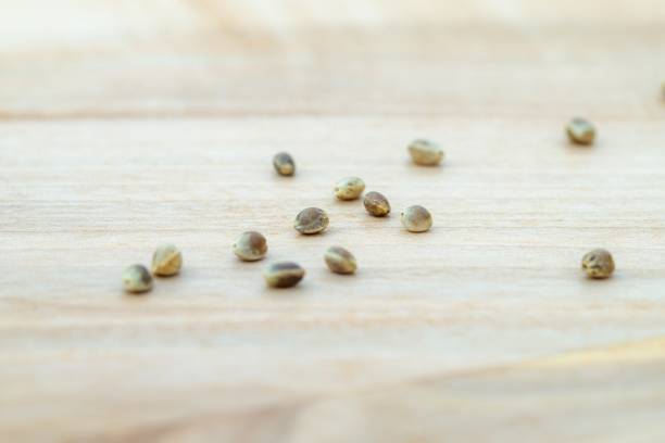 fermer en haut de tas de graines de chanvre sur la table en bois - hemp seed nut raw photos et images de collection