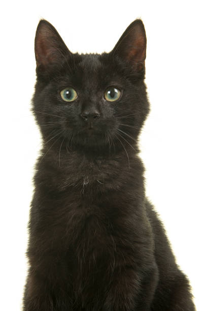 垂直画像の白い背景に隔離されたカメラを見て座っている若い黒猫の肖像画 - white domestic cat kitten young animal ストックフォトと画像