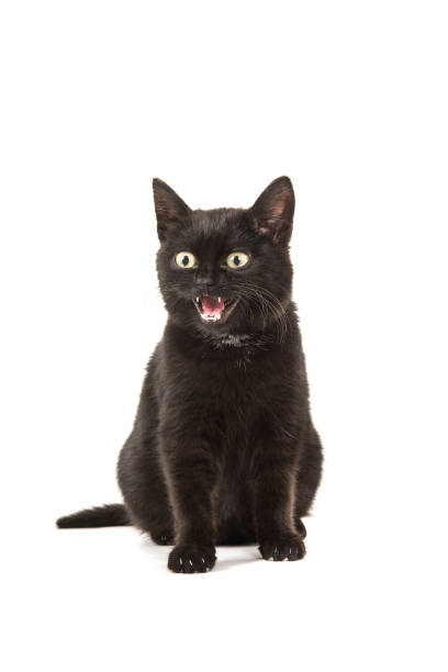 istock Young black cat sitting looking away and speaking isolated on a white background 1272796708