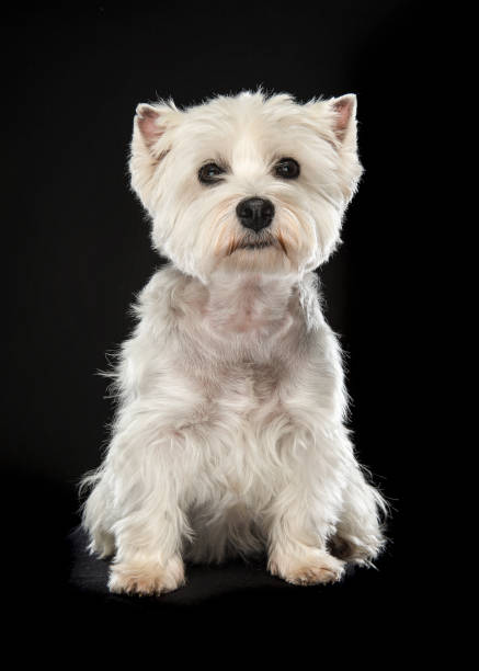 sentado west highland white terrier ou westie cão olhando para a câmera em um fundo preto - westy - fotografias e filmes do acervo